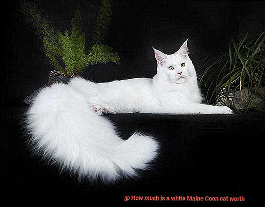 How much is a white Maine Coon cat worth-6