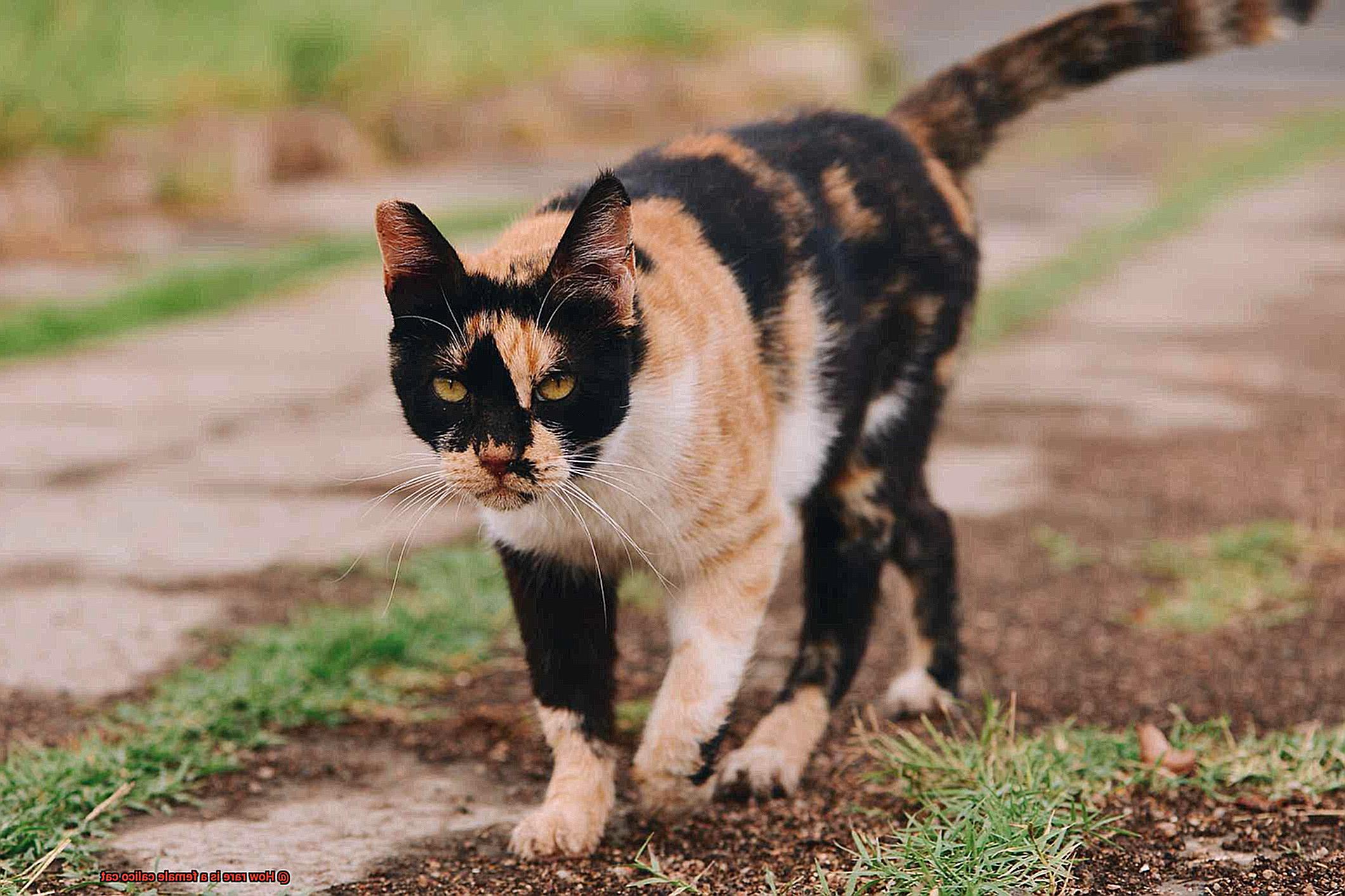How rare is a female calico cat-4