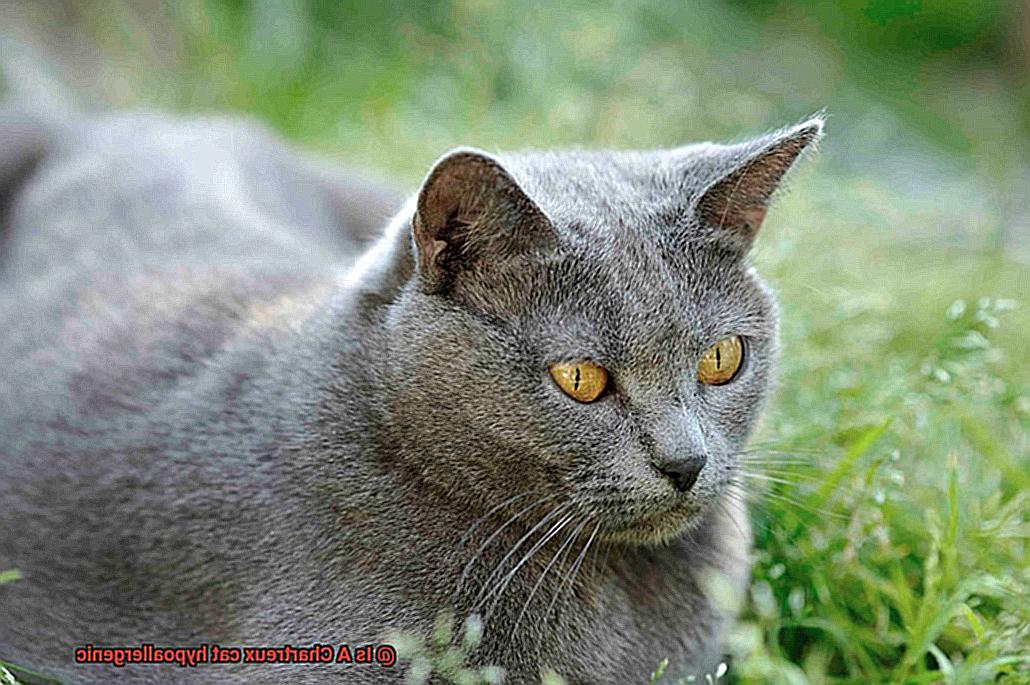 Is A Chartreux cat hypoallergenic-6