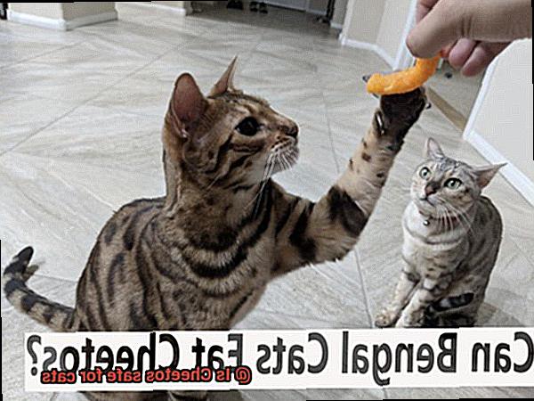 Is Cheetos safe for cats-2