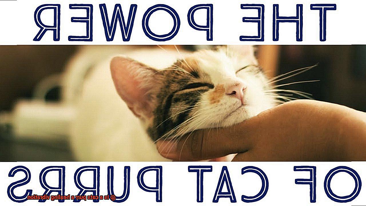 Is a cats purr a healing vibration-4