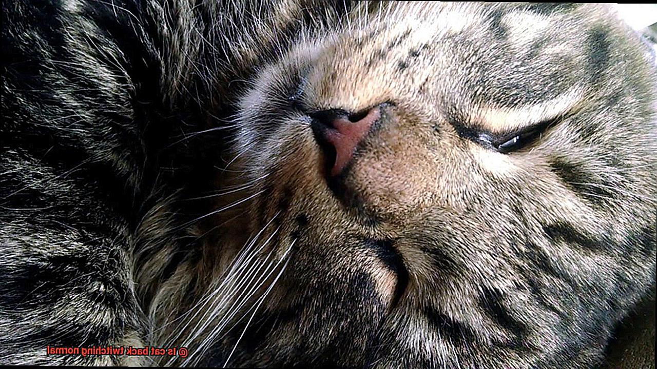 Is cat back twitching normal?