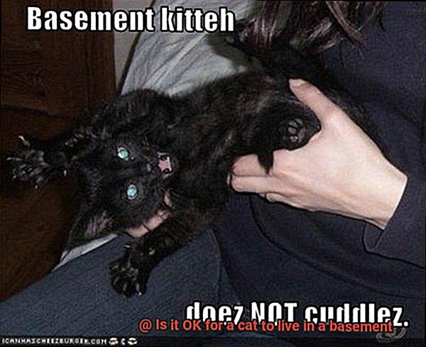 Is it OK for a cat to live in a basement-5