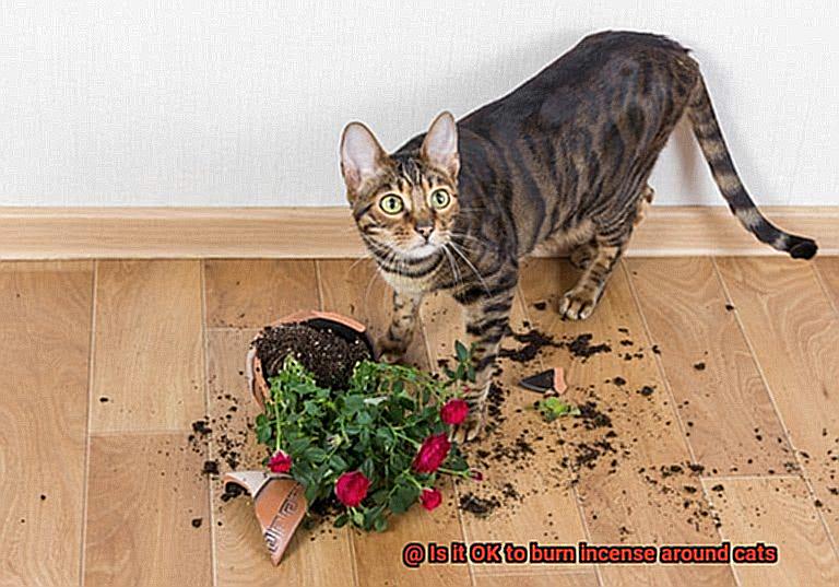 Is it OK to burn incense around cats-4