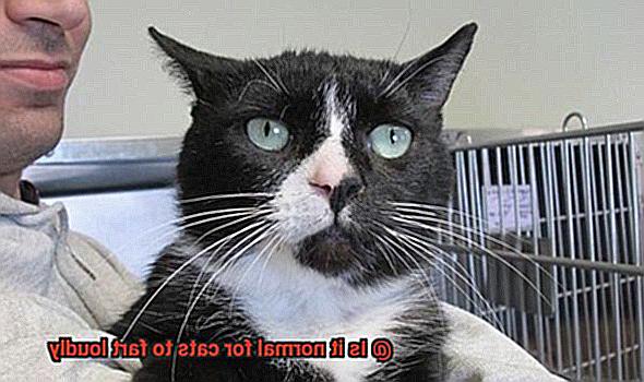 Is it normal for cats to fart loudly-4