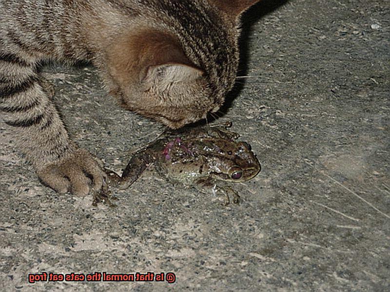 Is that normal the cats eat frog-2