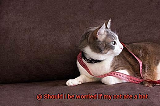 Should I be worried if my cat ate a bat-6