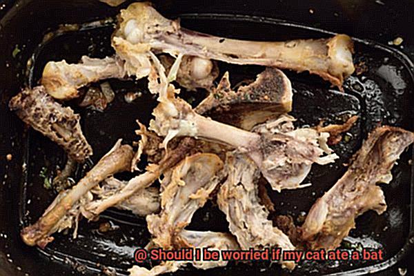 Should I be worried if my cat ate a bat-8