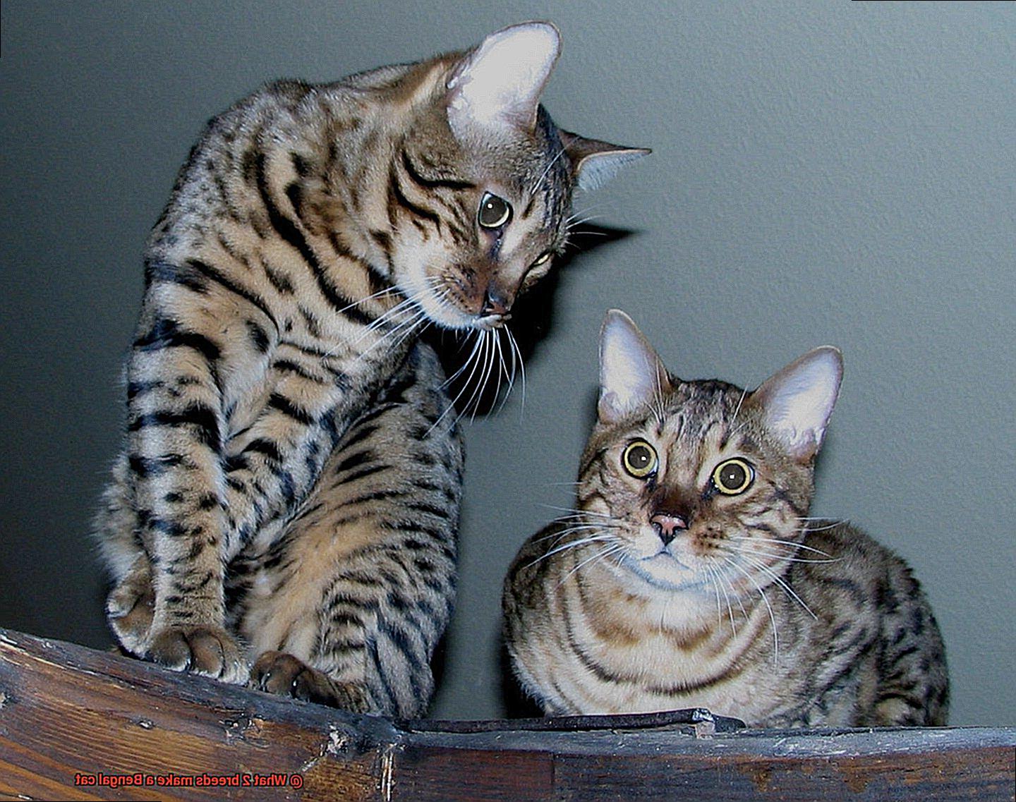 What 2 breeds make a Bengal cat-2