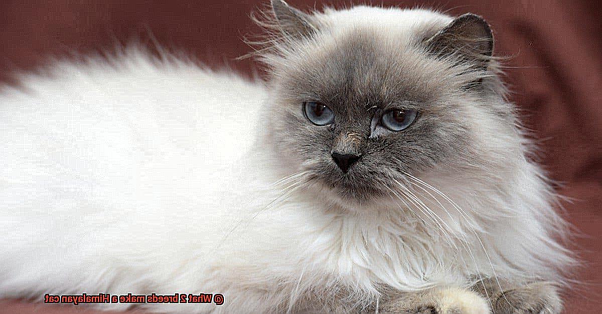 What 2 breeds make a Himalayan cat-3