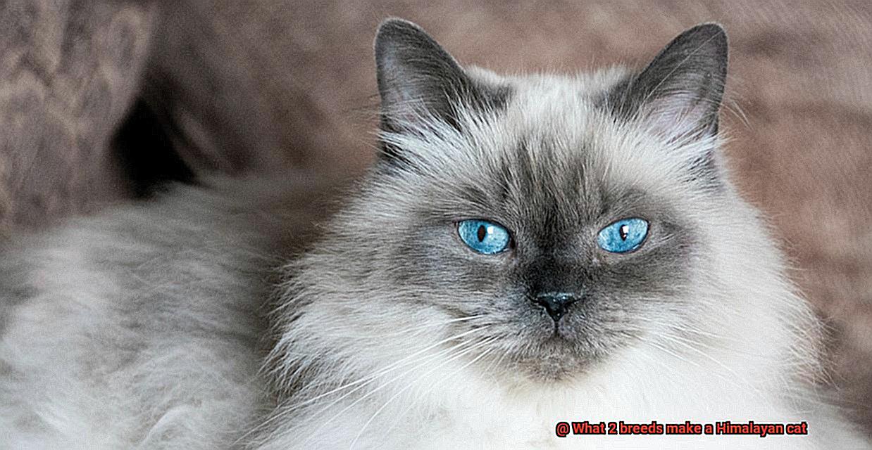 What 2 breeds make a Himalayan cat-2