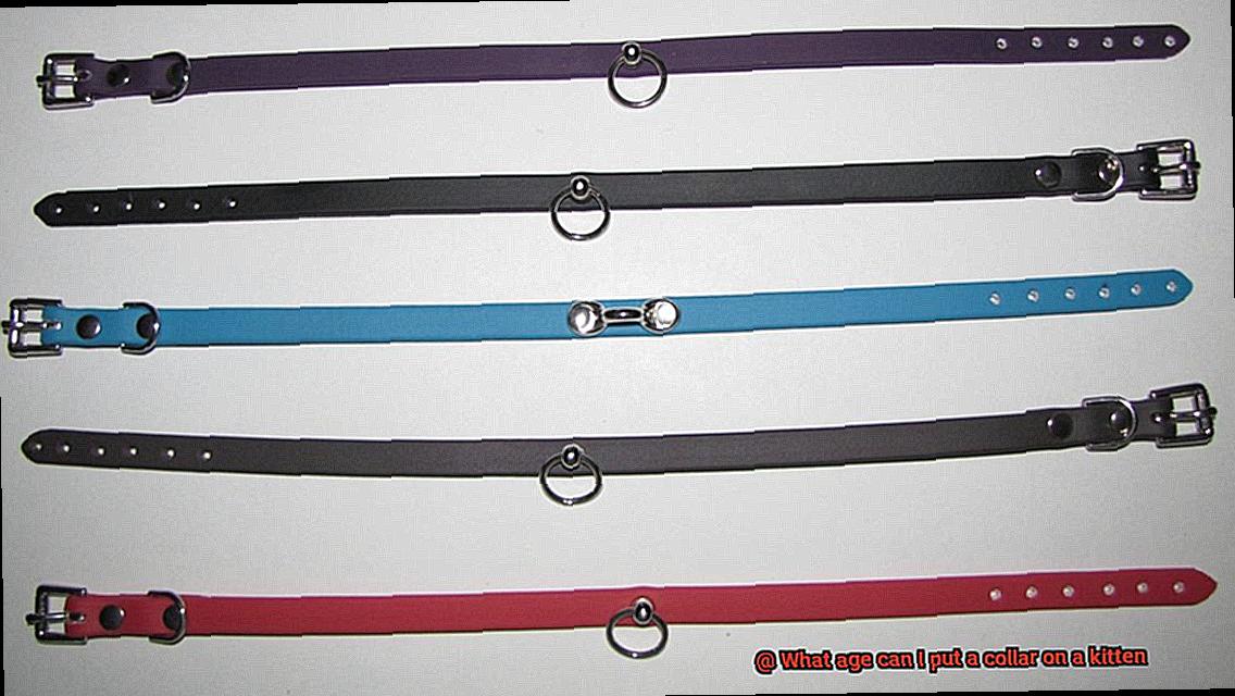 What age can I put a collar on a kitten-7