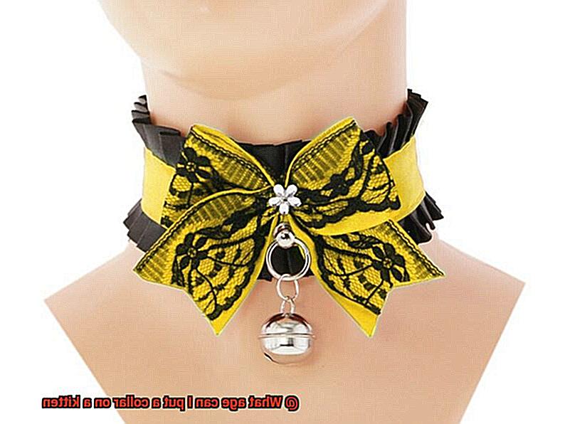 What age can I put a collar on a kitten-2