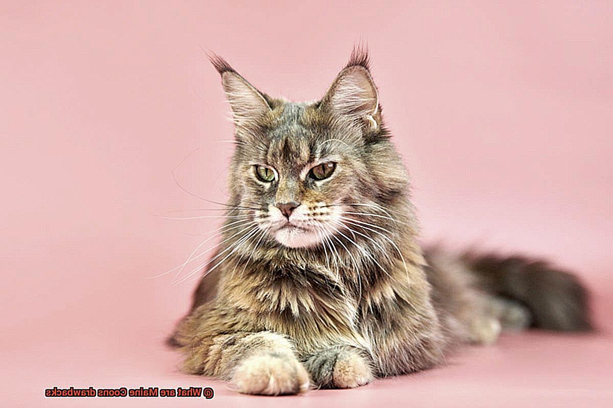 What are Maine Coons drawbacks-2