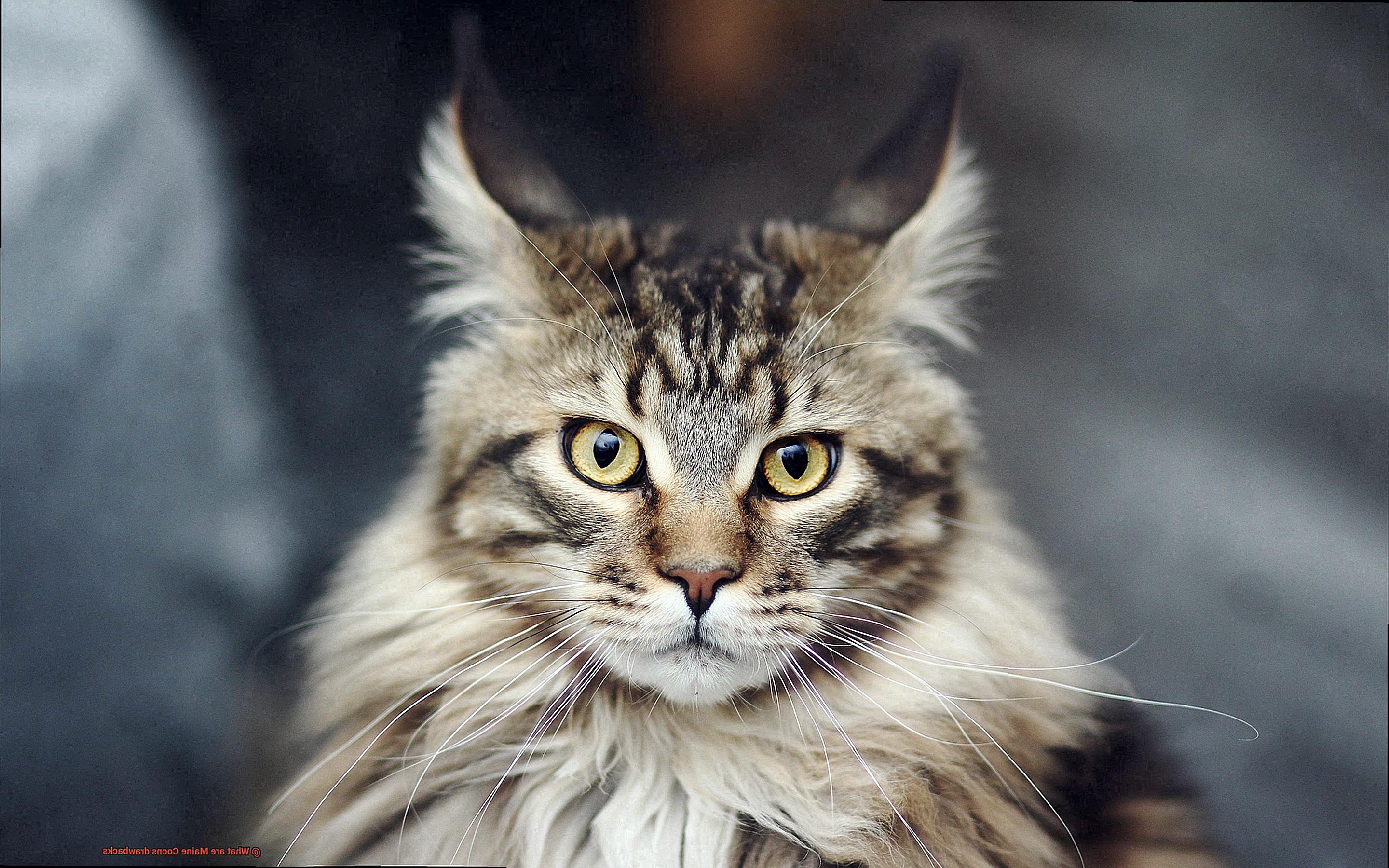 What are Maine Coons drawbacks-3