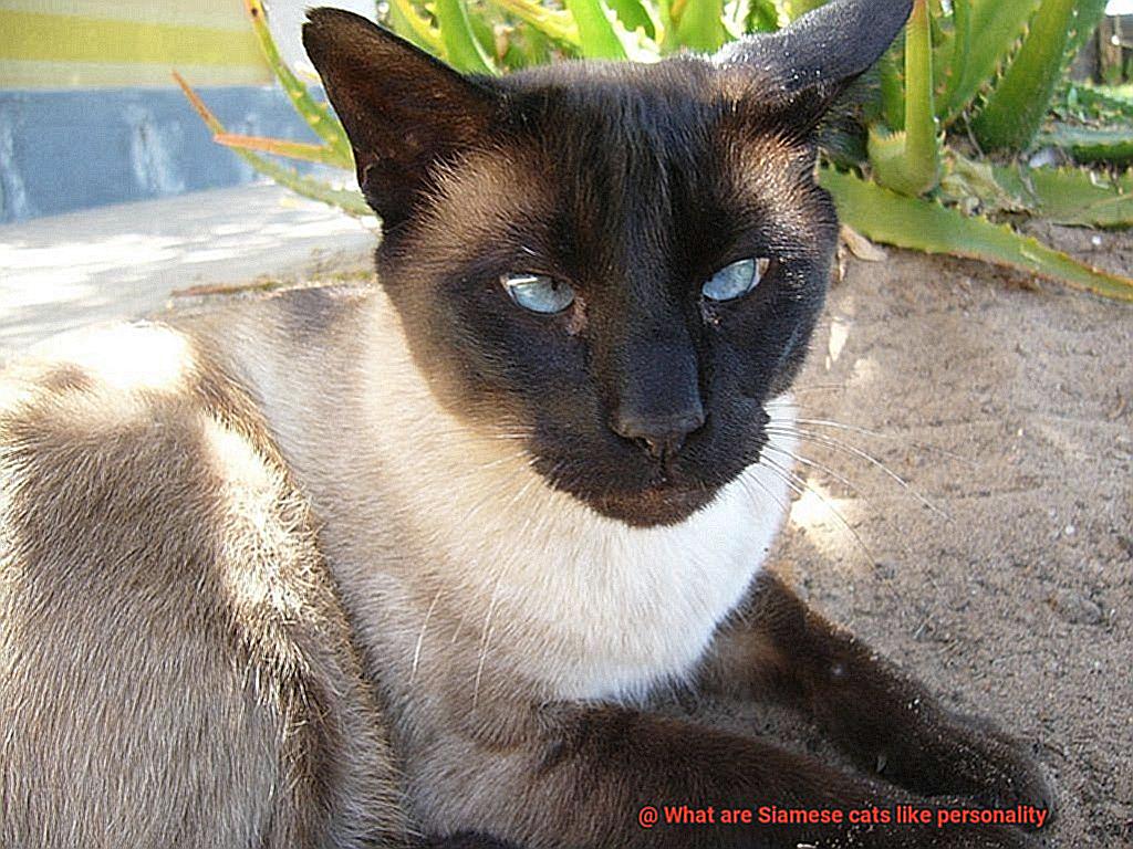 What are Siamese cats like personality-3