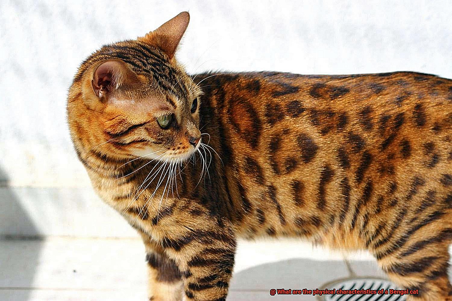 What are the physical characteristics of a Bengal cat-4