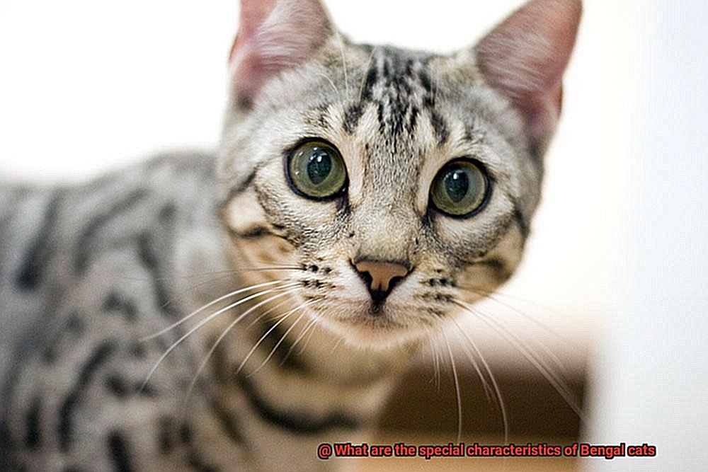 What are the special characteristics of Bengal cats-2