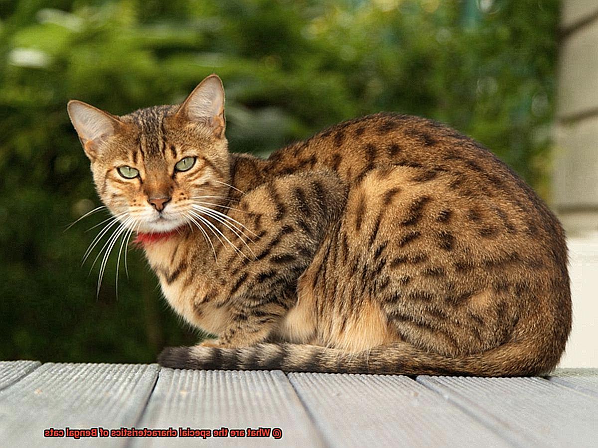 What are the special characteristics of Bengal cats-3
