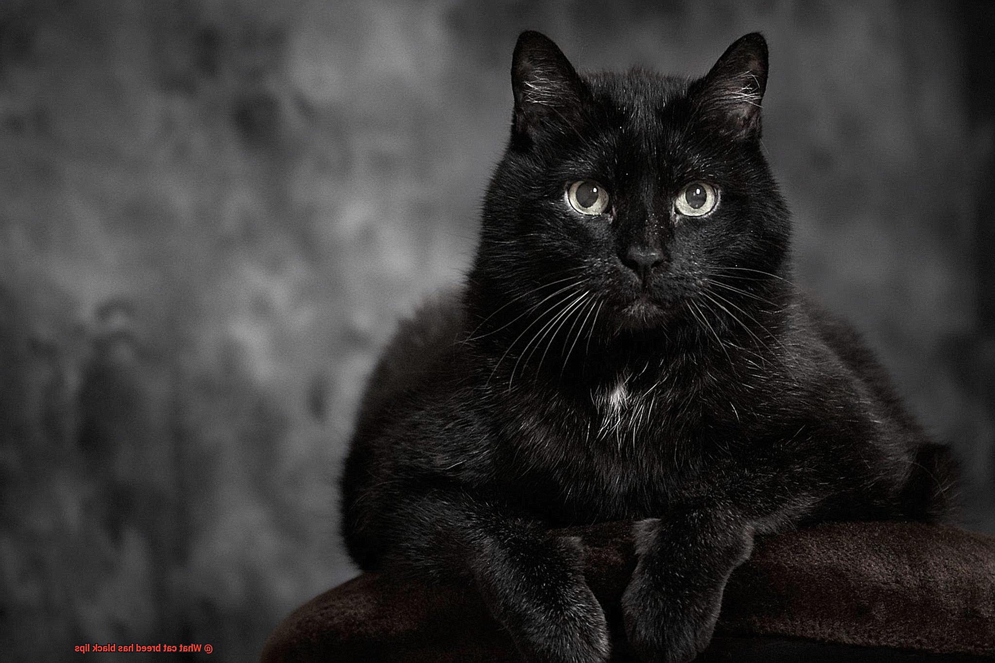 What cat breed has black lips-4