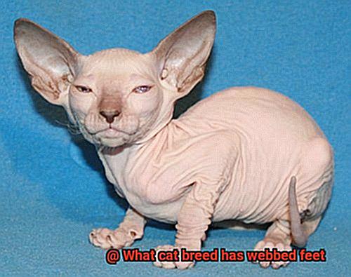 What cat breed has webbed feet-4