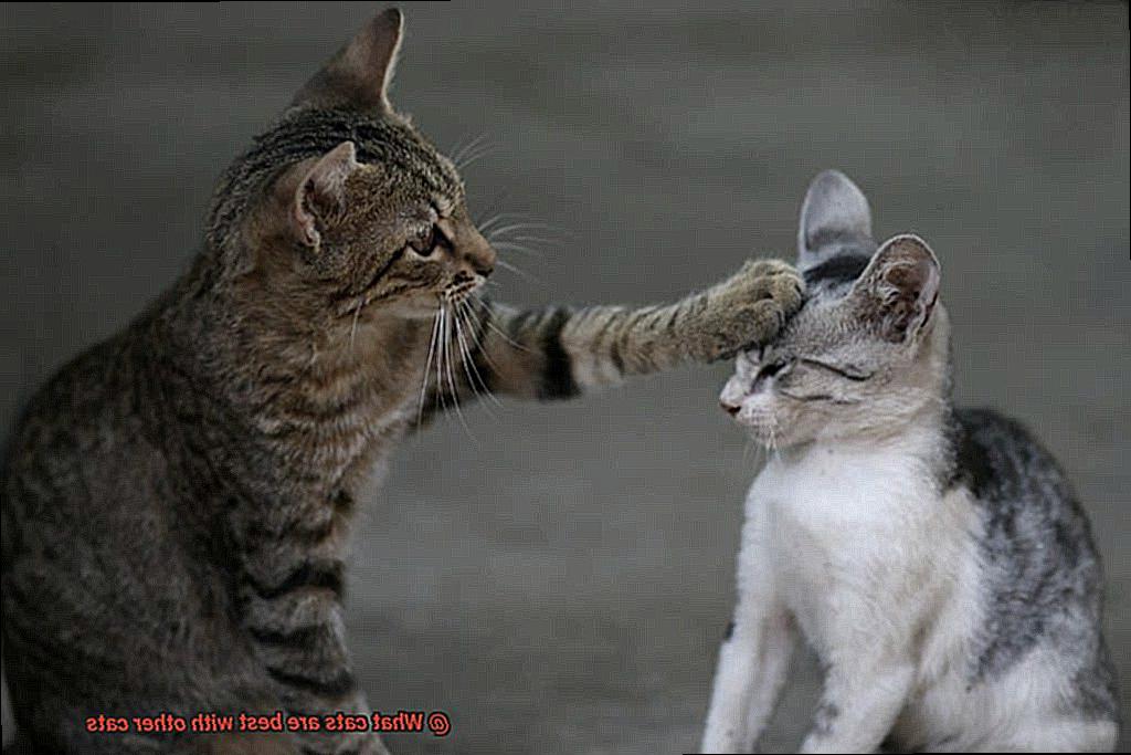 What cats are best with other cats-2