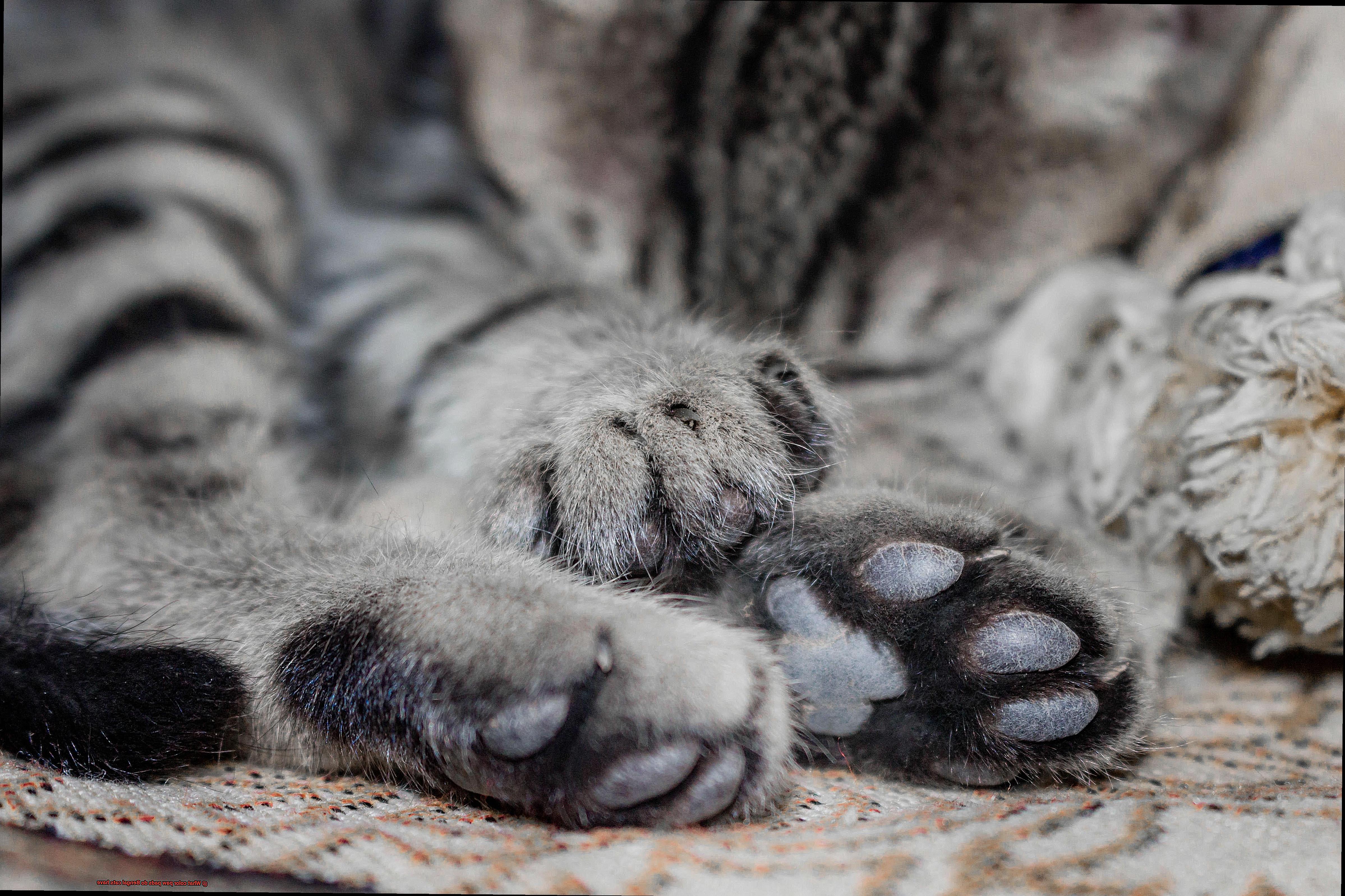 What color paw pads do Bengal cats have-2