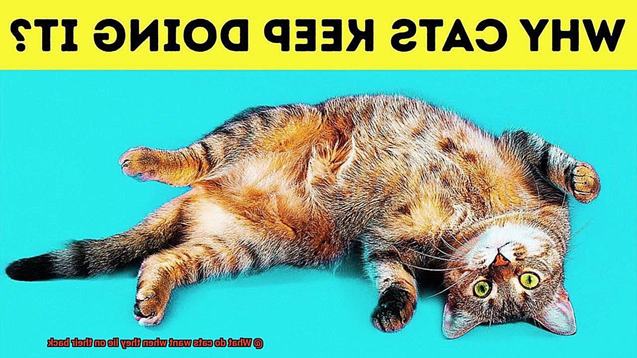 What do cats want when they lie on their back-2