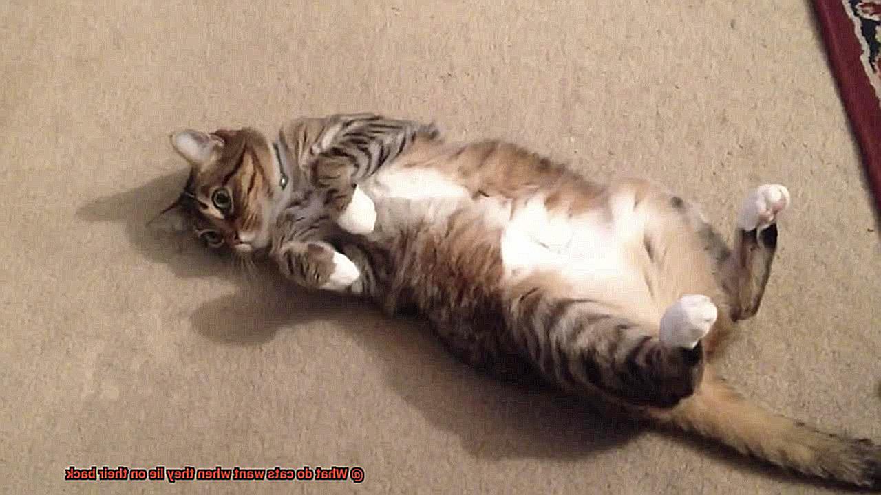 What do cats want when they lie on their back-3