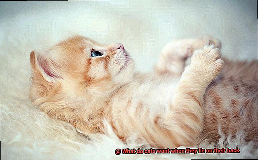 What do cats want when they lie on their back-5