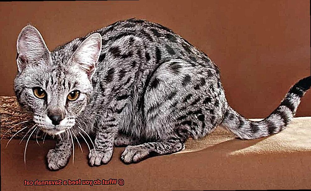 What do you feed a Savannah cat-3