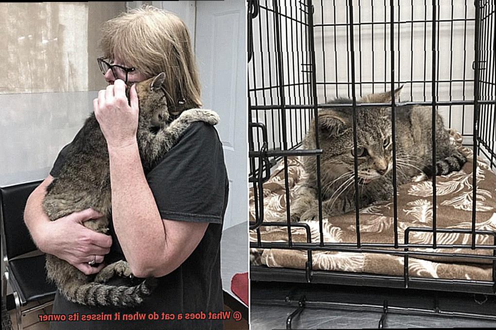 What does a cat do when it misses its owner-6