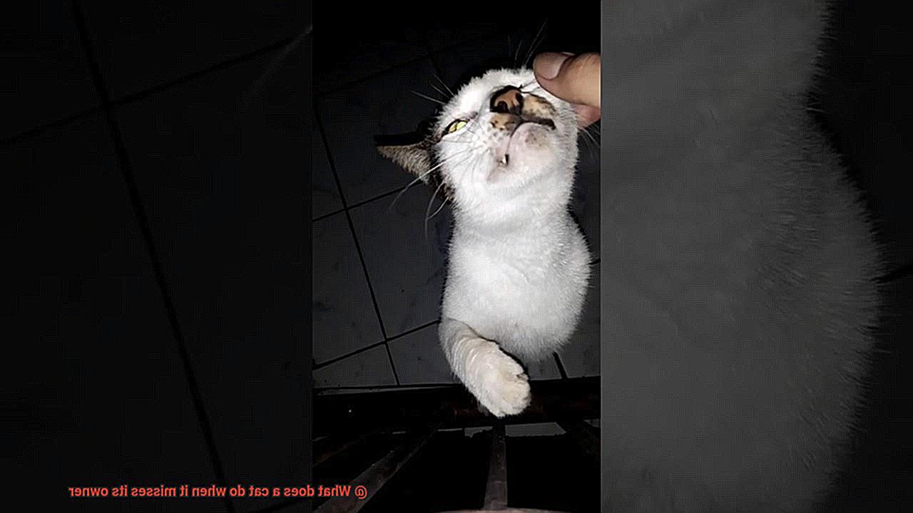 What does a cat do when it misses its owner-5