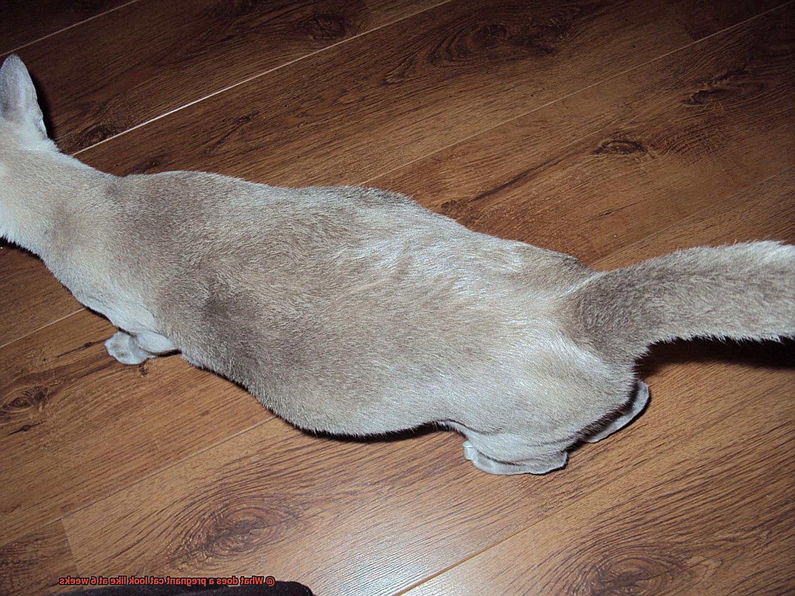 What does a pregnant cat look like at 6 weeks-3