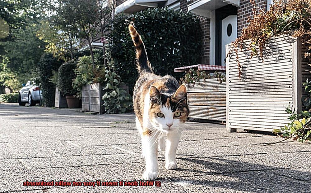 What does it mean if your cat walks backwards-2