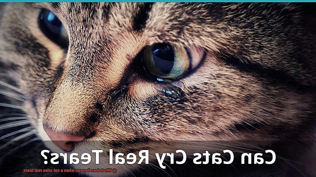 What does it mean when a cat cries real tears?