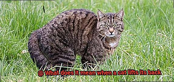 What does it mean when a cat lifts its back-3