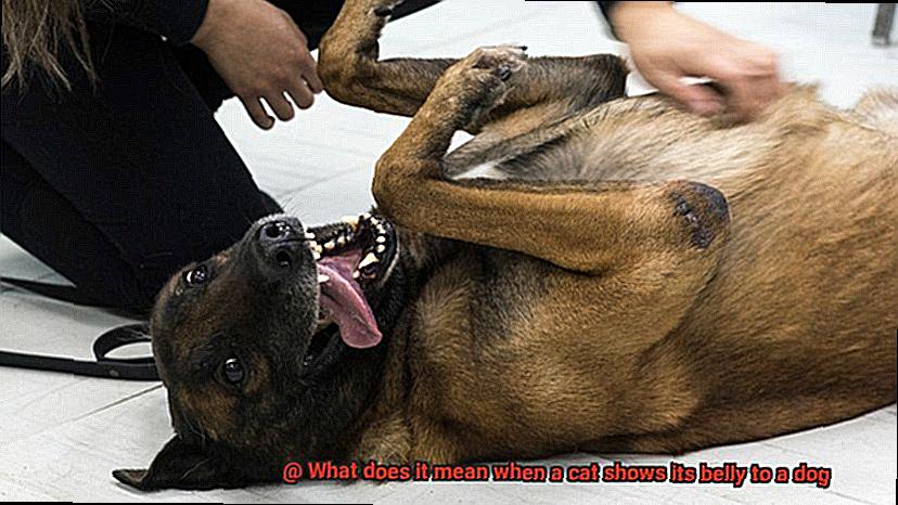 What does it mean when a cat shows its belly to a dog-4