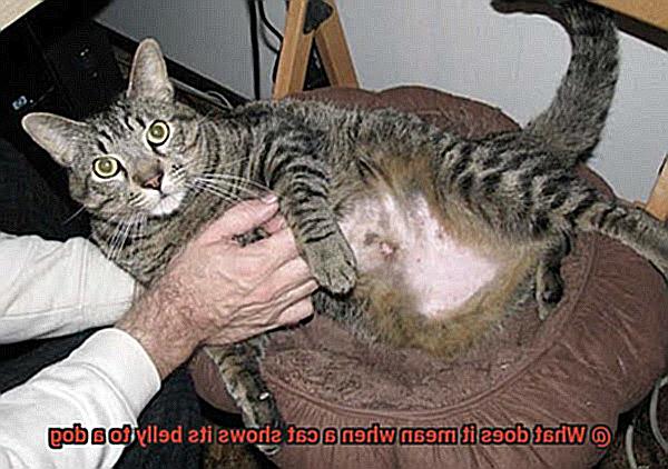 What does it mean when a cat shows its belly to a dog-3