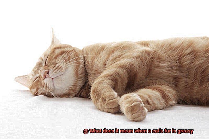 What does it mean when a cat's fur is greasy-3