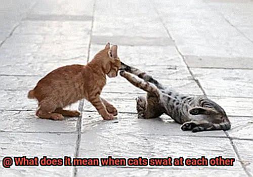 What does it mean when cats swat at each other-4