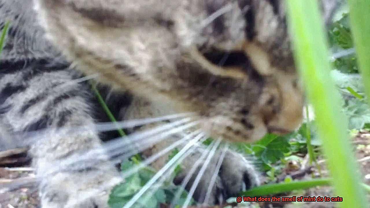 What does the smell of mint do to cats-4