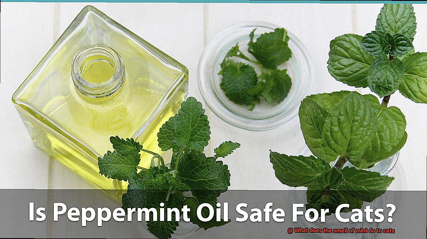 What does the smell of mint do to cats-3