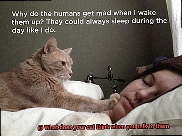 What does your cat think when you talk to them-8