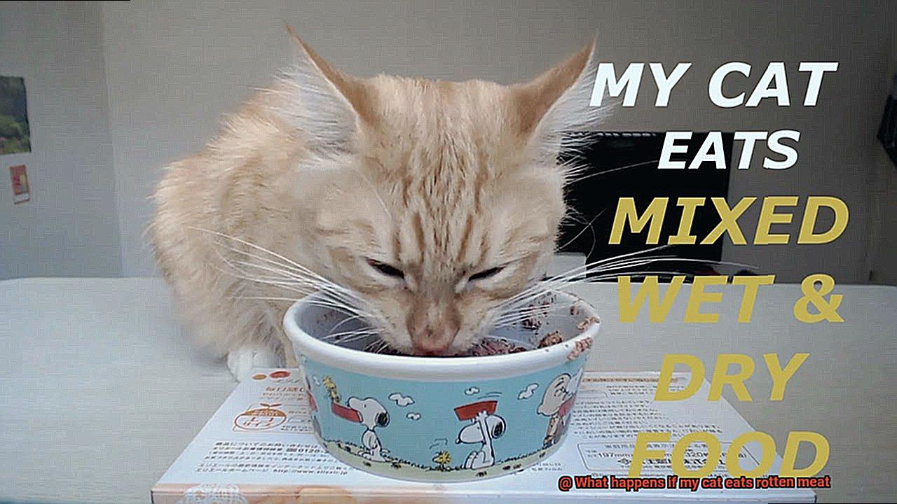 What happens if my cat eats rotten meat-4
