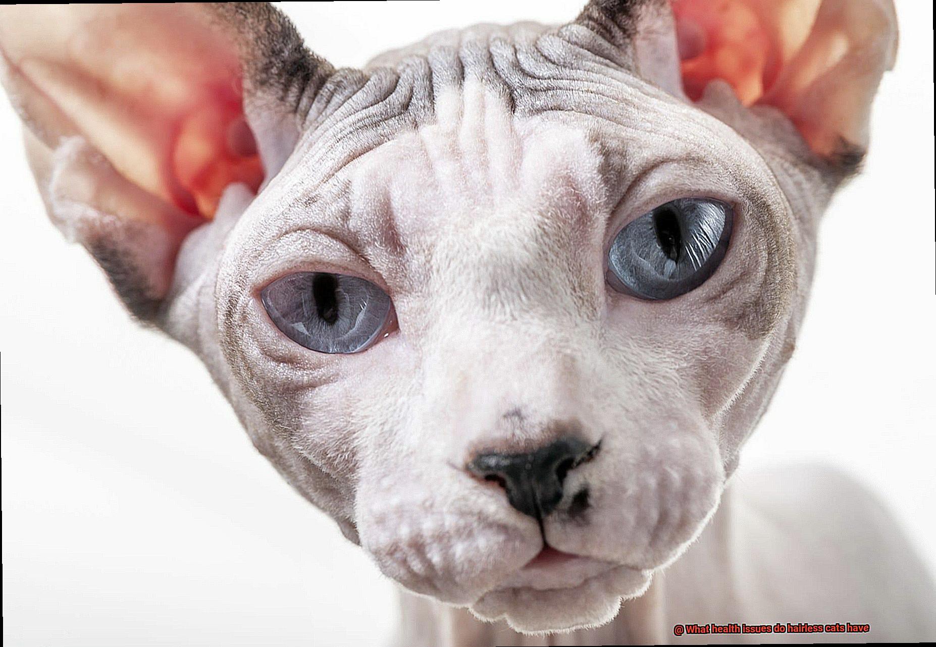 What health issues do hairless cats have-2