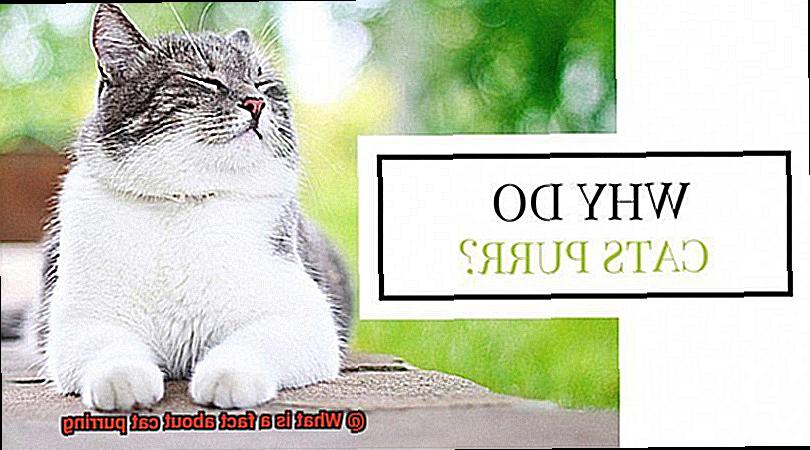 What is a fact about cat purring-4