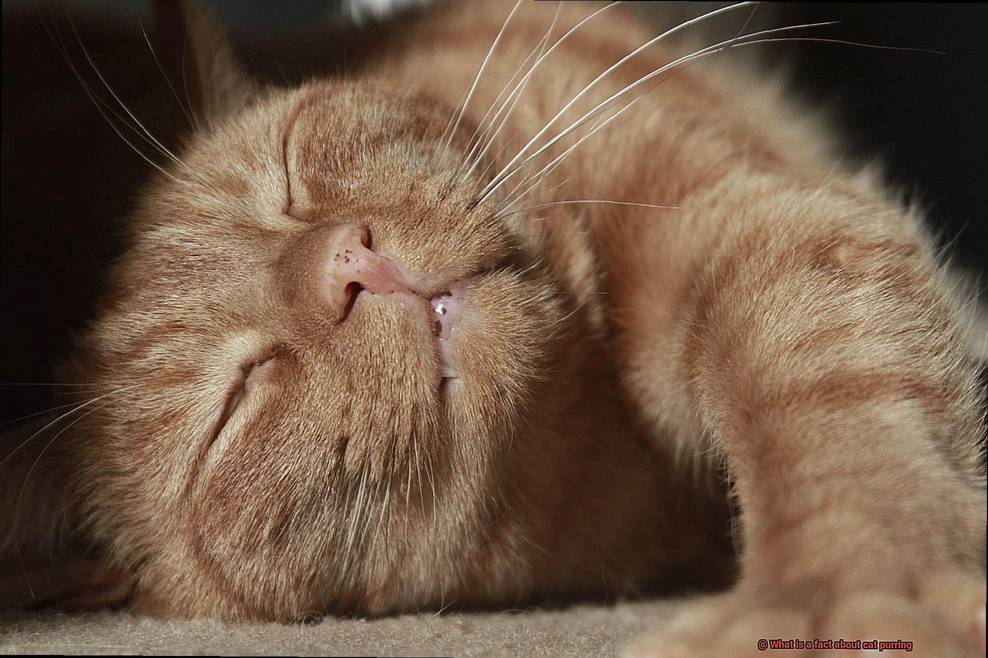 What is a fact about cat purring-5