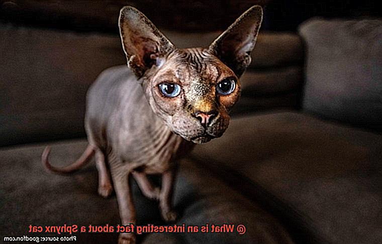 What is an interesting fact about a Sphynx cat-2