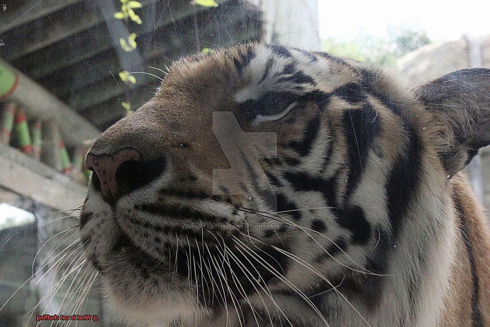 What is cat chuffing?